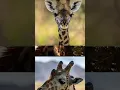 Giraffes Sleep Standing Up