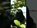 Download Lagu Never heard a sound like this ❤️ Amazing koyal voice #birdsounds