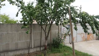 Телескопические подпоры для веток деревьев с большим урожаем
