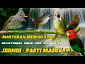 Download Lagu MASTERAN KOMBINASI 5 IN 1 SUARA JERNIH - KAPAS TEMBAK , CIBLEK , SIRI-SIRI , LOVEBIRD , KENARI