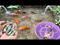 Download Lagu Wow! Serok ikan lele warna-warni, ikan sapu-sapu, ikan mas koki, ikan cupang, ikan komet, ikan gabus