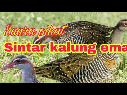 Download MP3 suara burung sintar paling ampuh dan jernih.