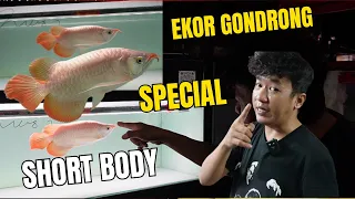 ARWANA SHORT BODY SULTAN EKOR GONDRONG...?