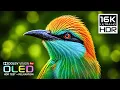 Cinematic for OLED Display Test 16K R Dolby Vision 240FPS 4K 8K ULTRA TV