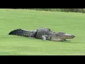 Alligator encounters increase in the Houston area as warmer months begin