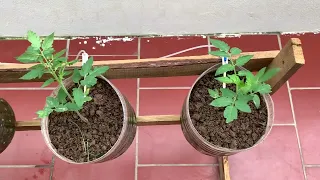 The Secret Trick to Make Your Homegrown Tomatoes Thrive and Multiply