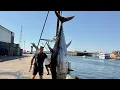 Download Lagu 105” Bluefin Tuna 515lbs Dressed