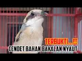 Download Lagu Hitungan menit..Cendet Bahan Bakalan Terbukti Langsung Nyaut Dengan Suara Riwikan Cendet ini