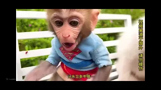 🐒🐱🐶🦆 When Monkey, Cat, Dog & Duck Become Best Friends! 😂❤️ Part 4