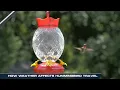 The Great Hummingbird Migration is UNDERWAY