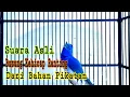 Download Lagu Suara Asli Burung Kehicap Ranting Alam Cocok Buat Masteran Burung Anda