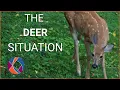 Are Deer Taking Over Our Cities The Current