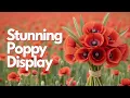 Stunning poppy Display
