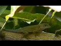 Ziggy Marley - True to Myself Music Video HD