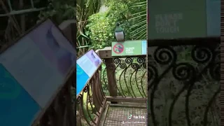 Tiktok Viral Video New Zealand Wood Pigeon 