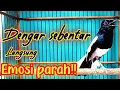 Download Lagu PANCINGAN KACER GACOR BUKA EKOR CEPAT NYAUT ON, SEKALI DENGAR KACER LAIN LANGSUNG EMOSI GACOR DOR