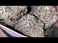 Haupia Strain