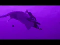 gunna - bottom (slowed x reverb)