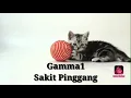 Download Lagu Gamma1 - Sakit Pinggang (Official Original Audio + Lirik)