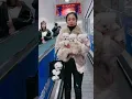 Download Lagu Funny and Cute Pomeranian