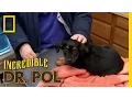 Puppy Parvo The Incredible Dr Pol