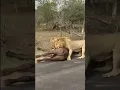 Download Lagu LEÕES DERRUBA um BUFFALO bem na frente dos turistas em uma estrada #shorts