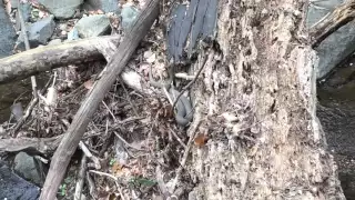 DC is a Bunch of SNAKES - Copperhead in Georgetown