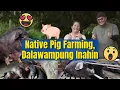 Native Pig Farming Dalawampung Inahin