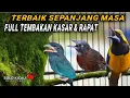 Download Lagu 🔴MASTERAN TERBAIK SEPANJANG MASA CUCAK CUNGKOK, TEPUS KEPALA ABU, TENGKEK BUTO masuk murai batu ijo