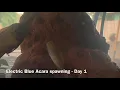 Electric Blue Acara Spawning Day 1 to Day 9