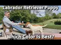 Labrador Retriever Which Color Is Right For You