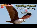 Download Lagu Pasang Suara Ini, Seketika Ayam Nakal \u0026 Hama Burung Akan Kabur | SUARA BURUNG ELANG PENGUSIR HAMA