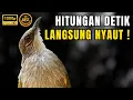 Download Lagu 🔴 SUARA KAPAS TEMBAK GACOR DOR MASTERAN BURUNG TERBAIK 2025 !