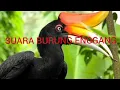 Download Lagu SUARA BURUNG ENGGANG KALIMANTAN TIMUR