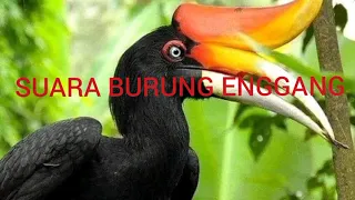 suara burung enggang kalimantan timur