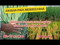 Lagu BIKIN KAGET ANAKAN PADI JADI BANYAK,HASIL PANEN NAIK DRASTIS