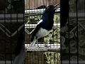 Download Lagu suara burung kacer pagi hari