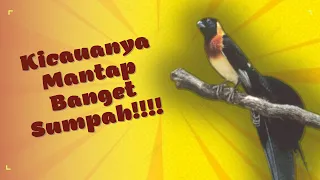 Download Paradise Whydah Ekor Panjang Gacor Dor Suara Jernih MP3