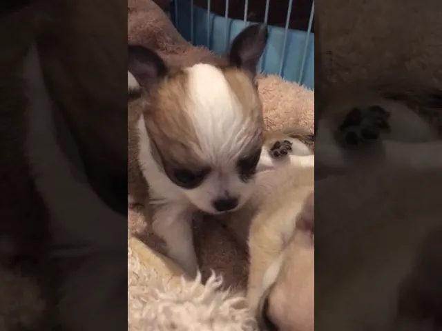 動画
