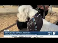 Taking action to protect our pets