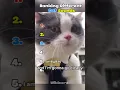 Download Lagu Ranking Different Cat Sounds #shorts