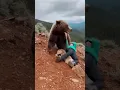 Jennifer just couldn't let the grizzly bear steal her picnic #wildlife #bears #nature