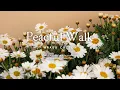 Download Lagu A peaceful walk that lifts your mood l GRASS COTTON+