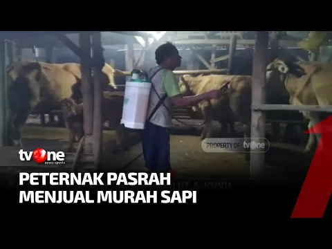 Takut Merugi, Peternak Jual Murah Sapi