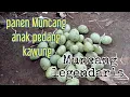 Download Lagu panen kemiri legendaris anak pedang #kemiri #kemiriadu #muncang #muncangngahiji #tanjungsari #smd
