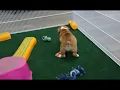 Meet Grayson the Beabull Puppy