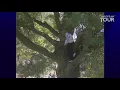 Bernhard Langer climbs a tree to hit golf shot