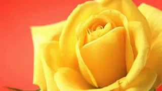 اجمل موال الاستاذ علي دولة 