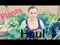 Plant haul Lowe s Plant Stand and more