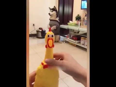 Funny cats and dogs video #28